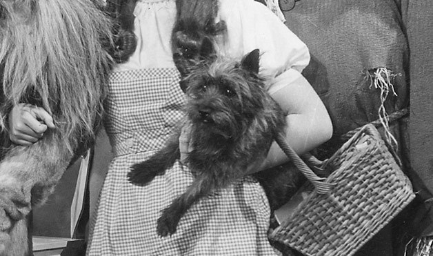 Toto-1-59028.jpg