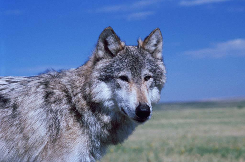 Wolf on set