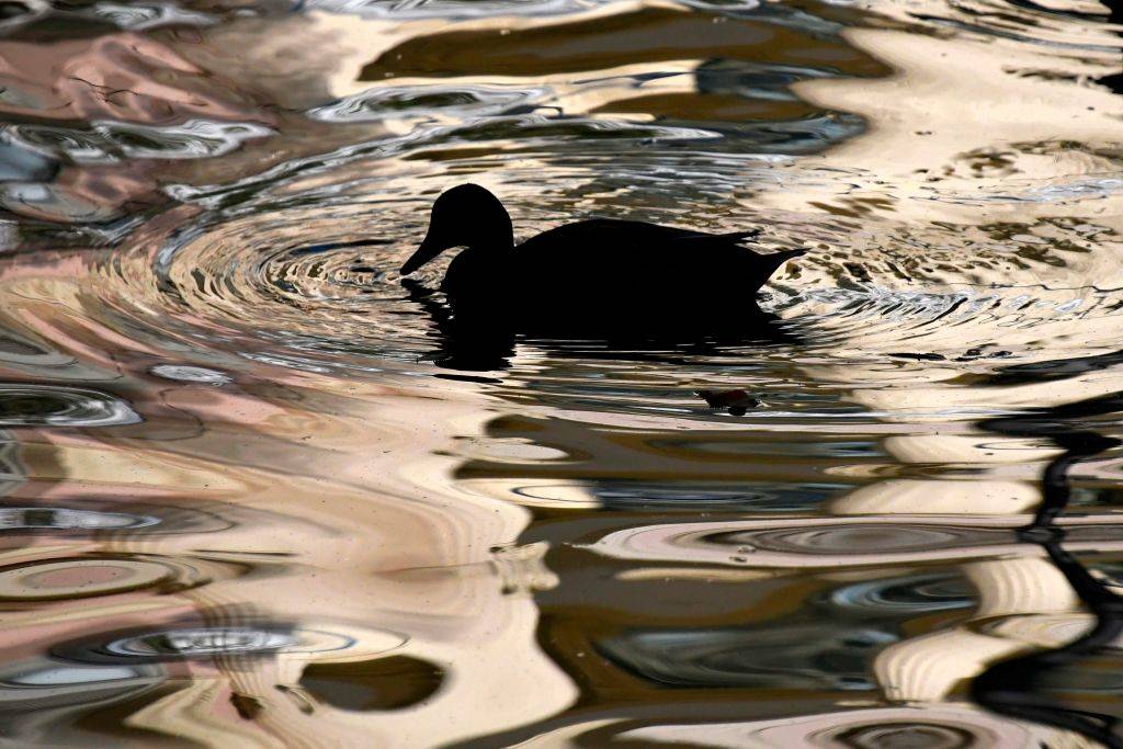 GettyImages-1024766124