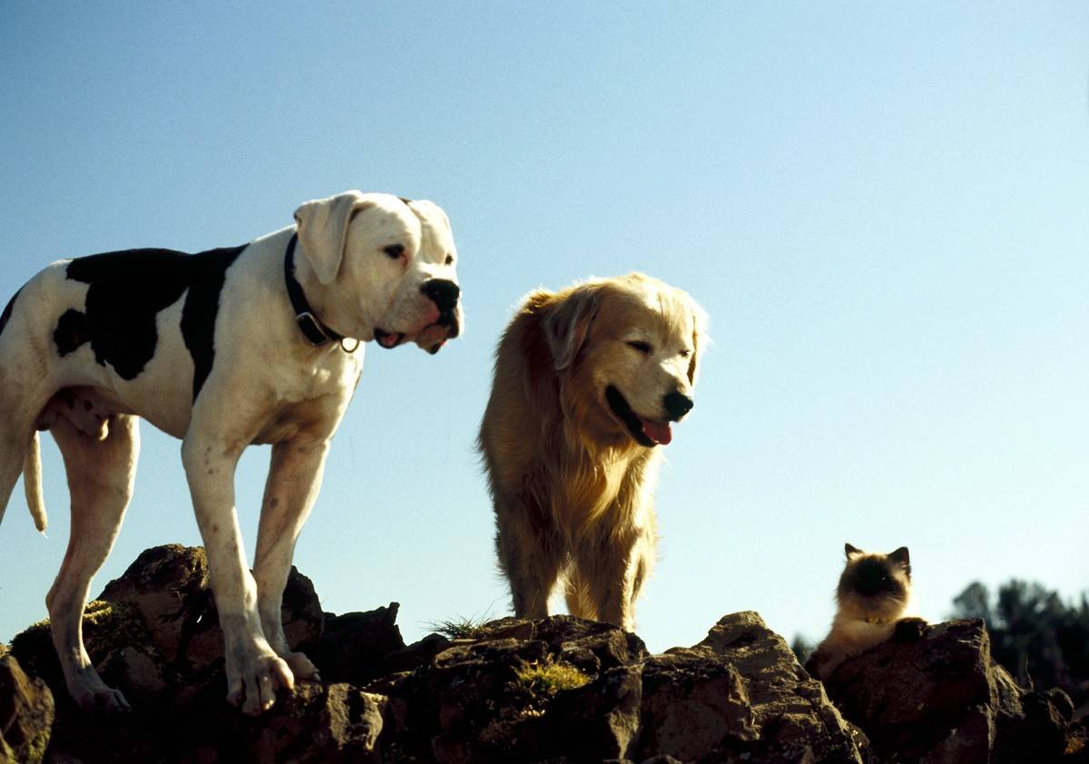 Picture of animals