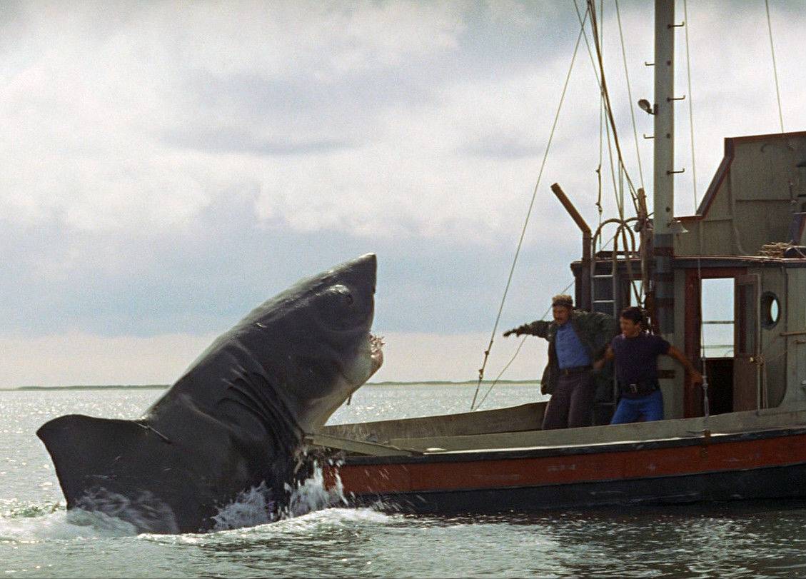 Picture of the shark