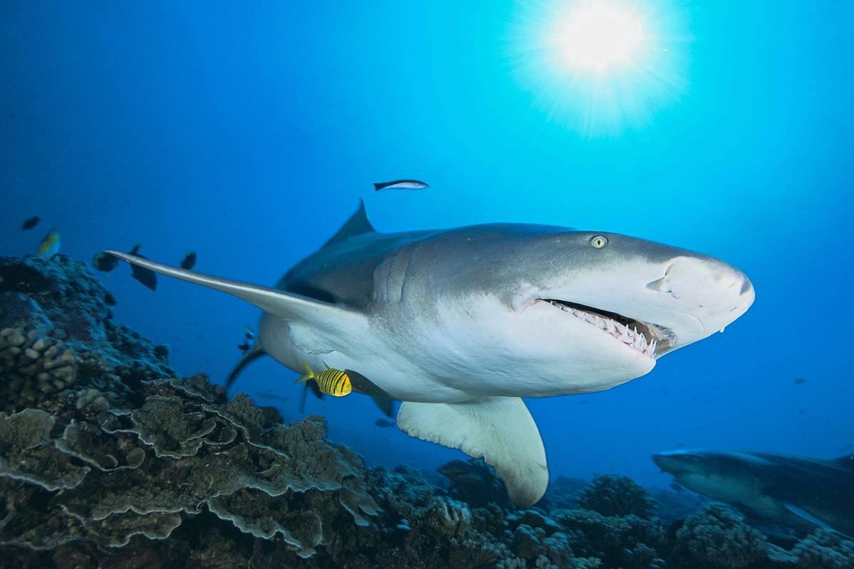 Sicklefin lemon shark (Negaprion acutidens) evolves over a coral reef on January 21, 2021 in Moorea, French Polynesia