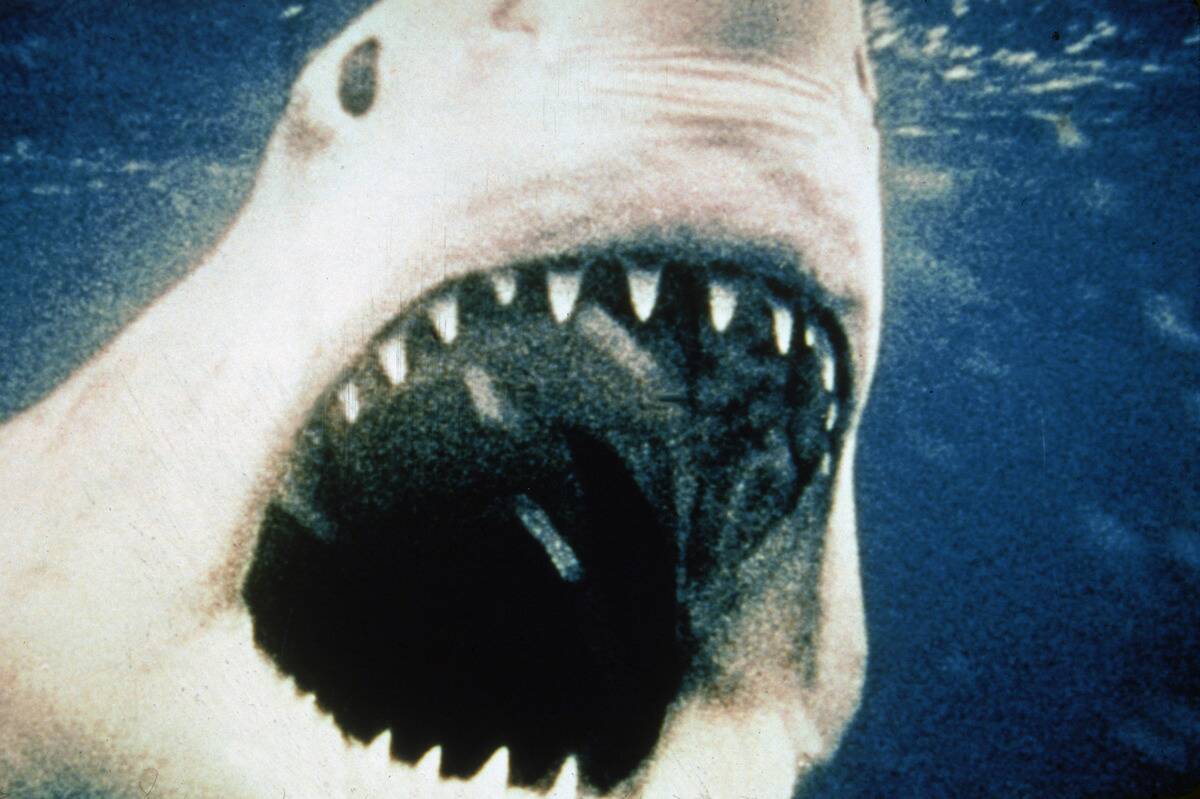 Great White Shark Baring Teeth in 'Jaws,' 1975.